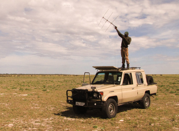 Radio location, tracking collared animals